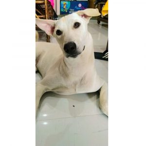 Cooky Indie Dog for Adoption in Delhi
