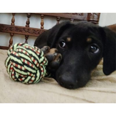 Doobie Doberman Dog for Adoption in Pune
