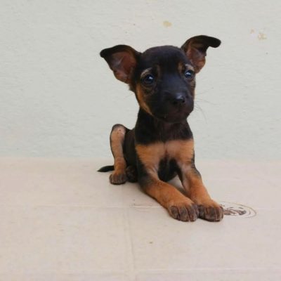 Gulab Indie Dog for Adoption in Bangalore