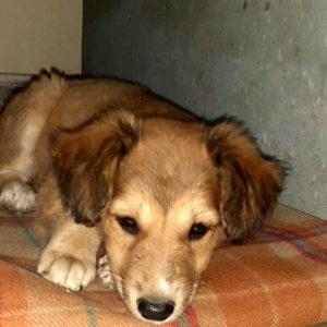 Gungun Female Indie Dog for Adoption in Delhi