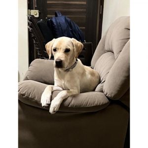 Jumbo Dog for Adoption in Mumbai