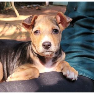 Kittu Dog for Adoption in Mumbai