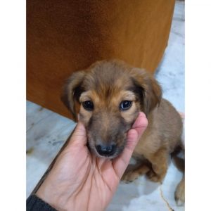 Kiwi Female Indie Dog for Adoption in Delhi