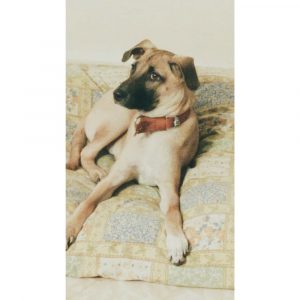 Leo Indie Dog for Adoption in Delhi