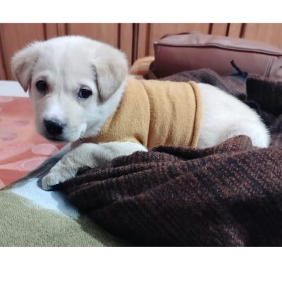 Leo Indie Puppy for Adoption in Delhi