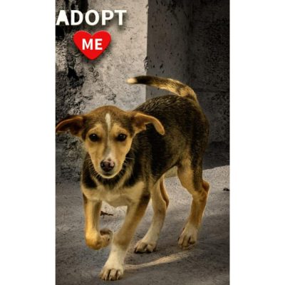 Lilo for Adoption in Bangalore