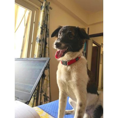 Milo Indie Dog for Adoption in Delhi