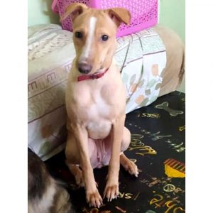 Molly Female Indie Dog for Adoption in Mumbai