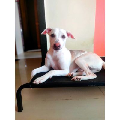 Momo Indie Dog for Adoption in Mumbai