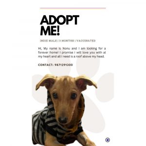Nonu Indie Dog for Adoption in Delhi