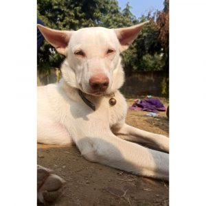 Oscar Dog for Adoption in Delhi