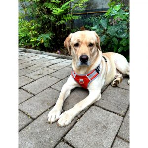 Oscar Labrador Dog for Adoption in Mumbai