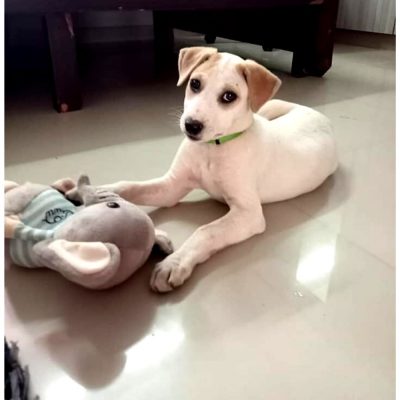 Pari Female Indie Dog for Adoption in Bangalore