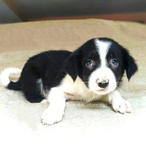 Peppa Indie Puppy for Adoption in Chennai