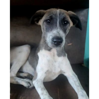 Rani Dog for Adoption in Mumbai