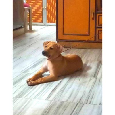 Rubi Indie Dog for Adoption in Mumbai