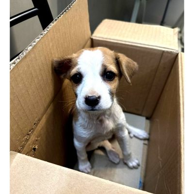 Snoopy Indie Puppy for Adoption in Mumbai