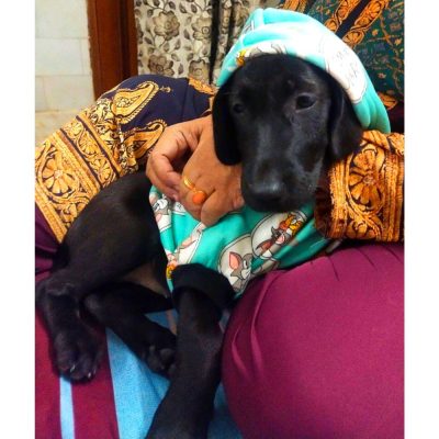 Softy Labrador Dog for Adoption in Delhi