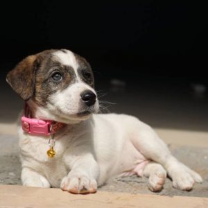 Sugar Indie Dog for Adoption in Bangalore