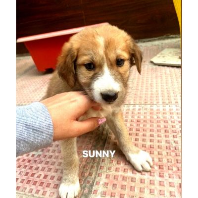 Sunny Indie Puppy for Adoption in Delhi
