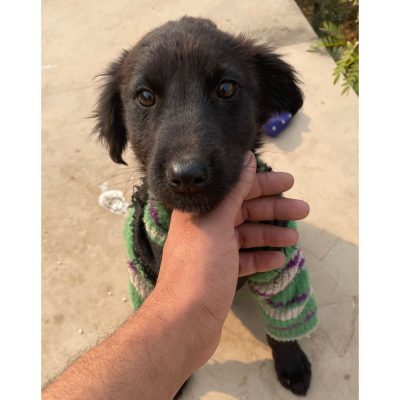 Blackie Indie Dog for Adoption in Delhi