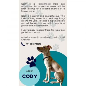 Cody Indie Dog for Adoption in Chennai