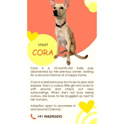 Cora Indie Dog for Adoption in Chennai