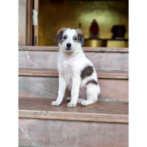 Daisy Female Indie Dog for Adoption