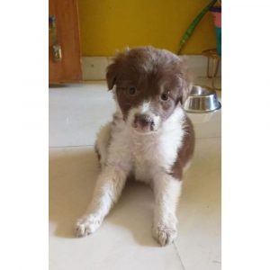 Ella Female Indie Puppy for Adoption