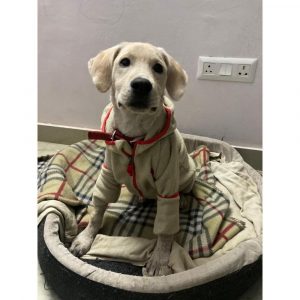 Google Labrador Dog for Adoption in Delhi
