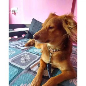 Jerry Indie Dog for Adoption in Mumbai