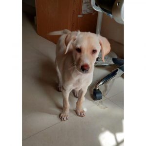 Kulfi Female Indie Dog for Adoption