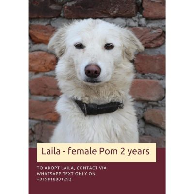 Laila 2 Year Old Pomeranian Dog for Adoption in Delhi