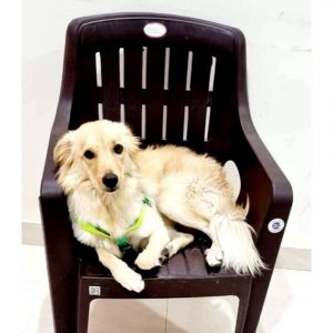 Lasya Golden Retriever Dog for Adoption