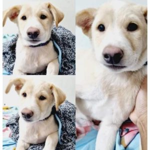 Pikachu Indie Dog for Adoption