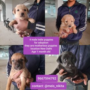 Pups for Adoption in Delhi