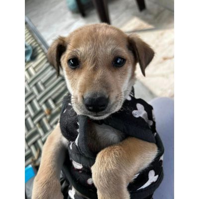 Raja Indie Dog for Adoption