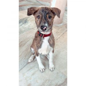 Rambo Indie Dog for Adoption