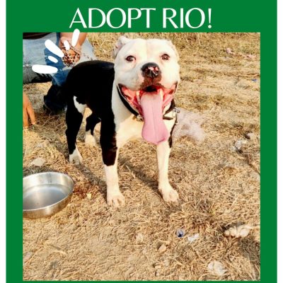 Rio Pitbull Dog for Adoption in Mumbai