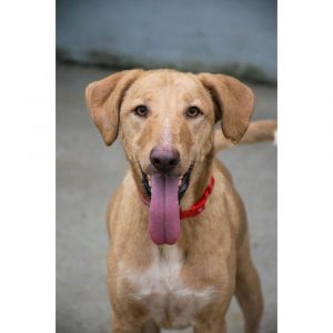 Romeo Dog for Adoption in Delhi