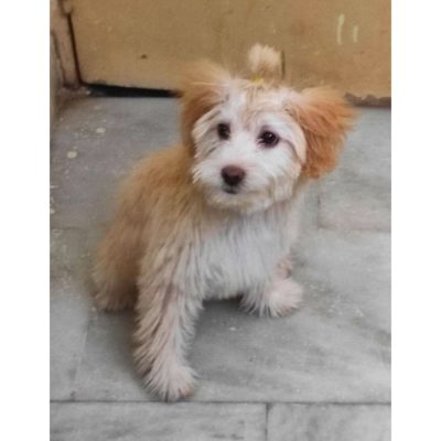 Snoopy Lhasa Apso Dog for Adoption