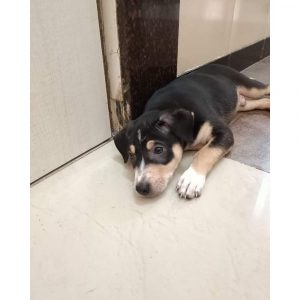 Tango Indie Dog for Adoption in Mumbai