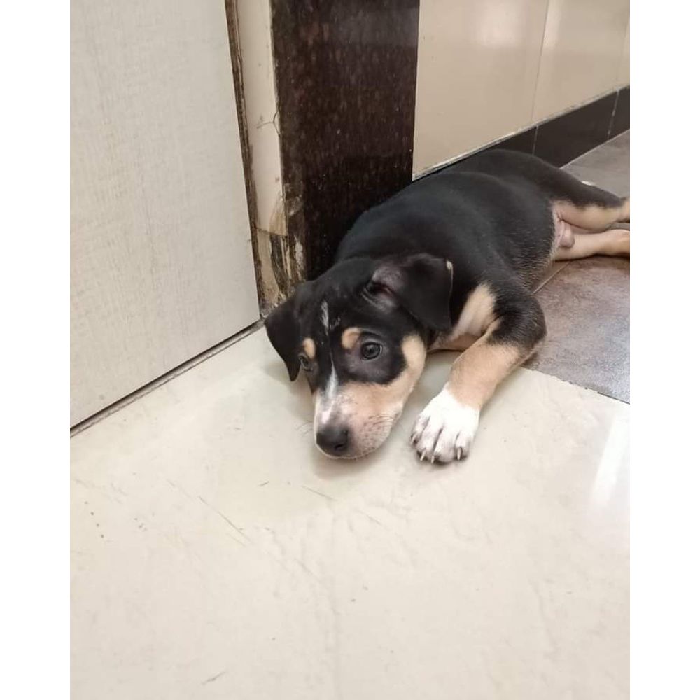 Tango  Months Old Indie Dog for Adoption in Mumbai - Adopt Dog