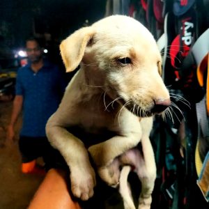 Tiger 2 Months Old Indie Dog for Adoption in Mumbai