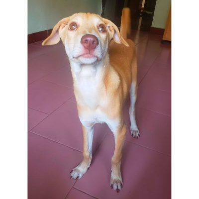 Achoo Indie Dog for Adoption in Chennai