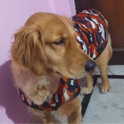 Anna Golden Retriever Dog for Adoption in Delhi