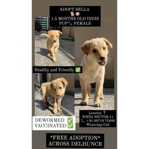 Bella Female Indie Puppy for Adoption