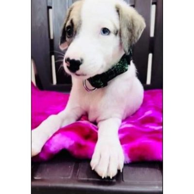 Blue Indie Puppy for Adoption