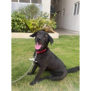 Brisky Indie Dog for Adoption