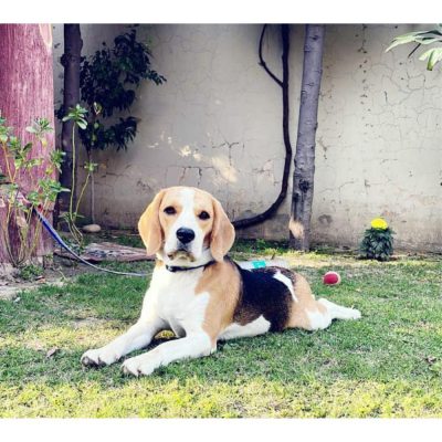 Bruno Beagle Dog for Adoption